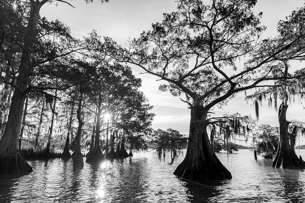 Cypress trees in autumn at Lake Dauterive near Loreauville-Louisiana-USA